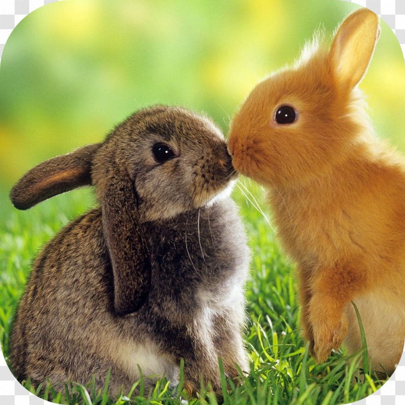 Lionhead Rabbit Desktop Wallpaper Bunny Bonanza Guinea Pig - Keeping Rabbits Transparent PNG