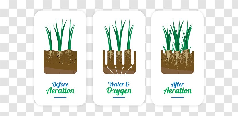 Brand Logo Grasses - Spring Grass Transparent PNG