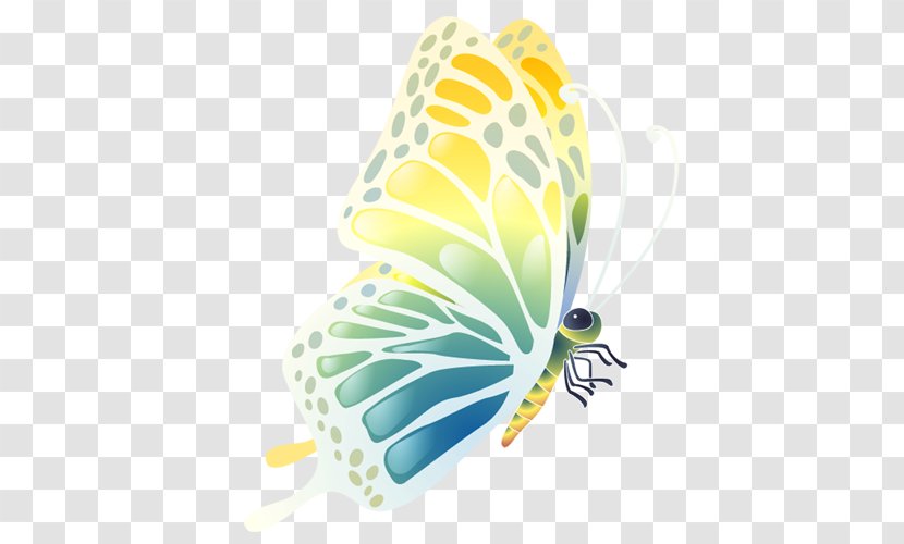 Butterfly - Designer Transparent PNG