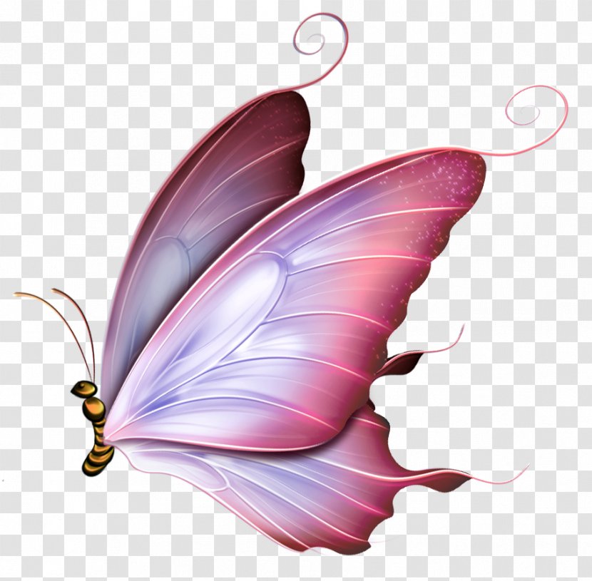 Butterfly Drawing Image Clip Art Borboleta - Diagram Transparent PNG