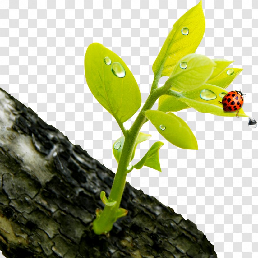 Green Flower Bud Wallpaper - Leaf - Spring Ladybug Transparent PNG