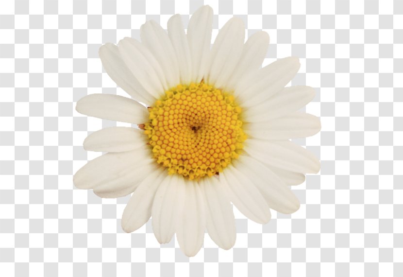 German Chamomile Oxeye Daisy Flower - Matricaria - Camomile Transparent PNG