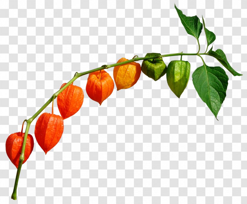 Chili Pepper Peruvian Groundcherry Clip Art - Branch - Autumn Transparent PNG