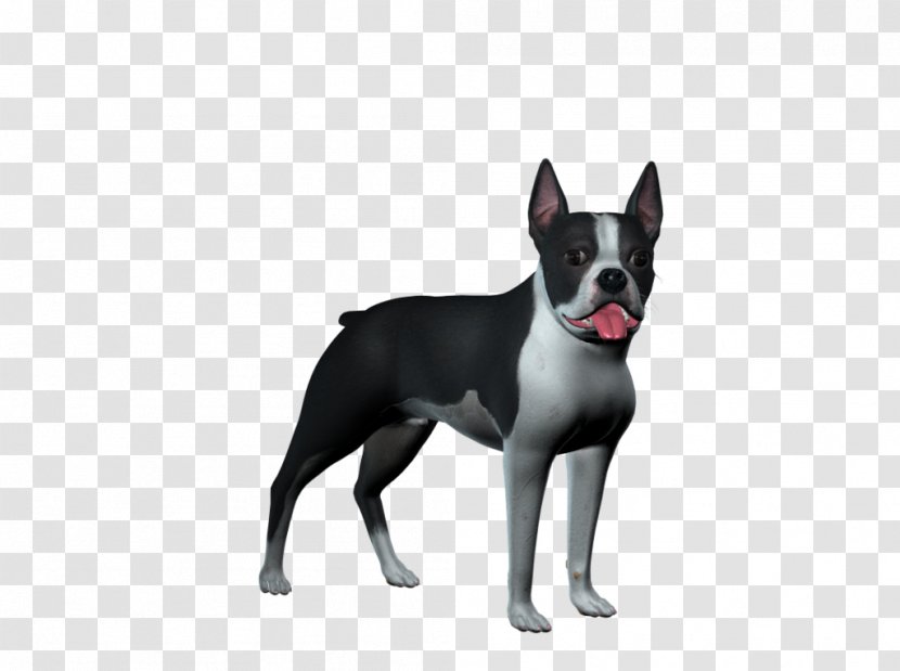 Boston Terrier Old English White Stock Dog Breed - Group - Dogs Transparent PNG