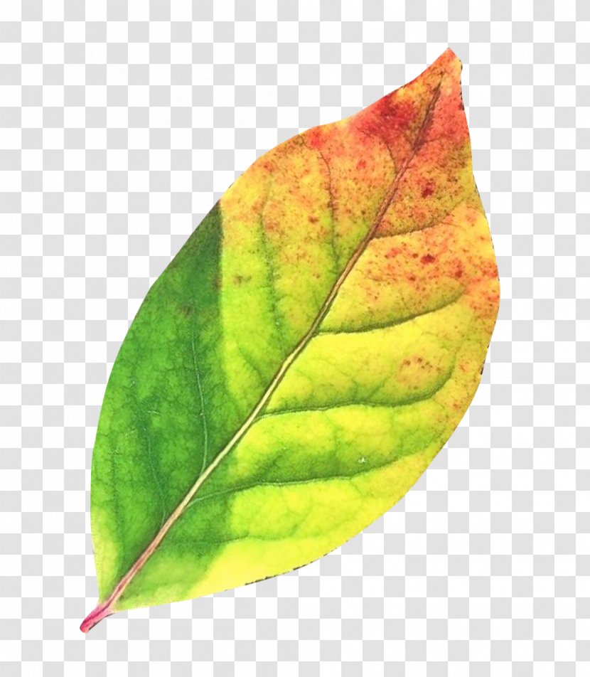 Leaf Clip Art - Gimp - Autumn Transparent PNG