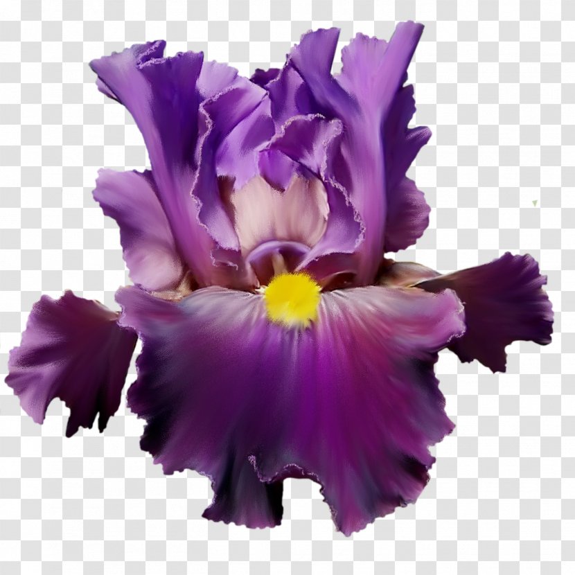 Flower Purple Lilac Watercolor Painting Violet - Cut Flowers - Mystique Transparent PNG
