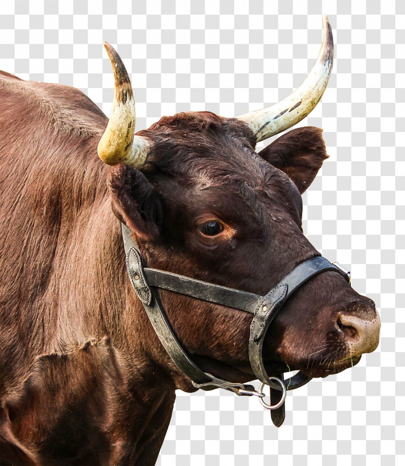 Highland Cattle North Devon Beef Dairy Livestock - Clarabelle Cow Transparent PNG