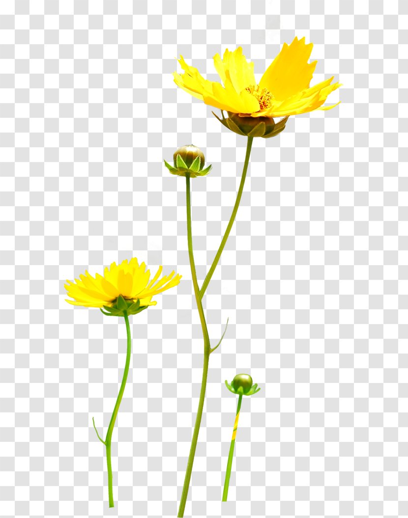 Chrysanthemum Yellow - Wildflower Transparent PNG