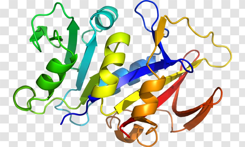 Interleukin-1 Family IL1B Interleukin 1 Receptor, Type I IL1A - Cluster Of Differentiation - Eekamouse Transparent PNG