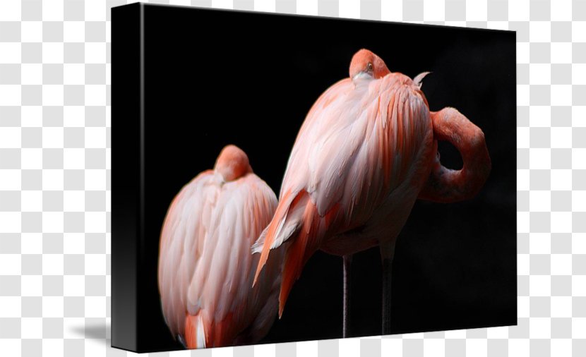 Gallery Wrap Canvas Art Feather Printmaking - Flamingo - Painting Transparent PNG