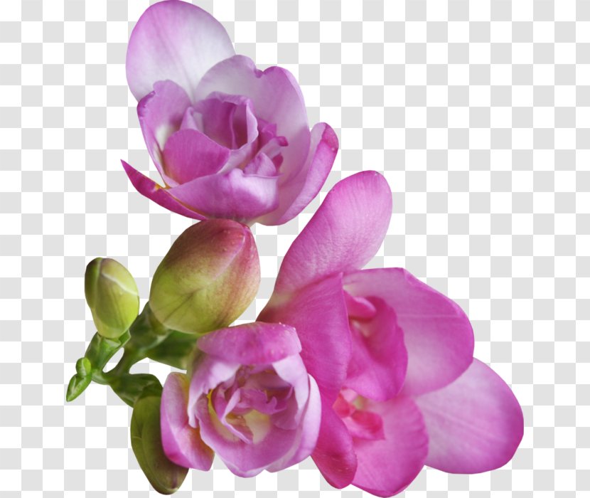 Petal Violet Flower Clip Art - Cut Flowers Transparent PNG