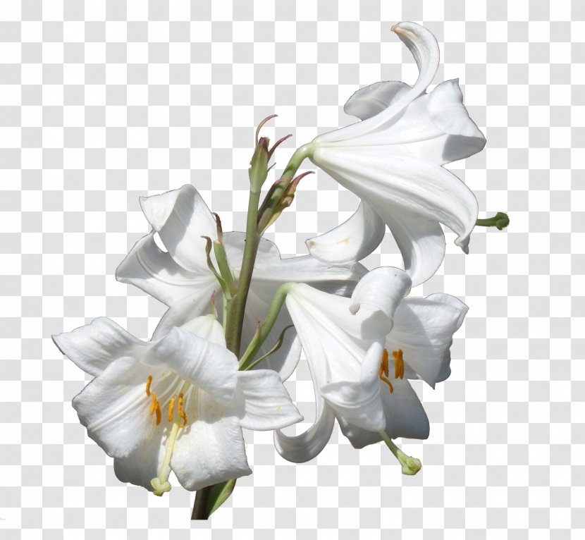 Flower Plant Lilium Candidum Liliaceae - Petal - Lily Transparent PNG