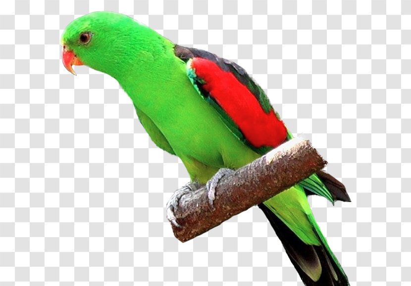 Parrot Fischer's Lovebird Budgerigar Yellow-collared - Toucan - Macaw Transparent PNG