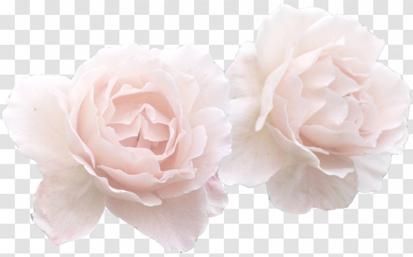 Flower Rose Pink Clip Art - Petal - Soft Transparent PNG