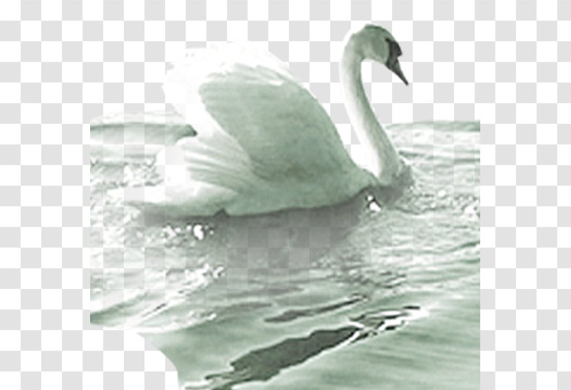 Cygnini Duck Goose Google Images - Ducks Geese And Swans - Swan Swim Water Transparent PNG