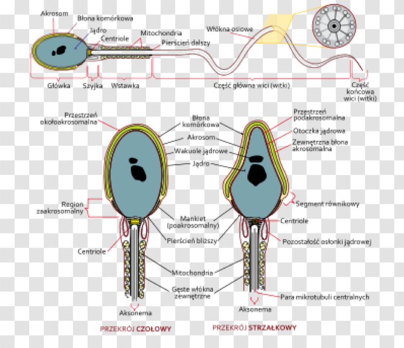 Spermatozoon Semen Analysis DNA - Flower - Sperma Transparent PNG
