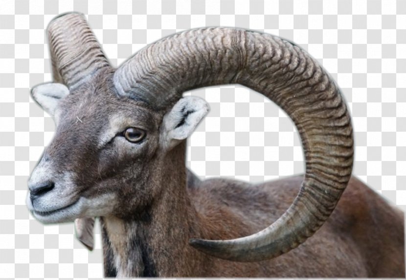 Bighorn Sheep Wildpark Poing Mouflon Goat - Male - Turning Claw Transparent PNG
