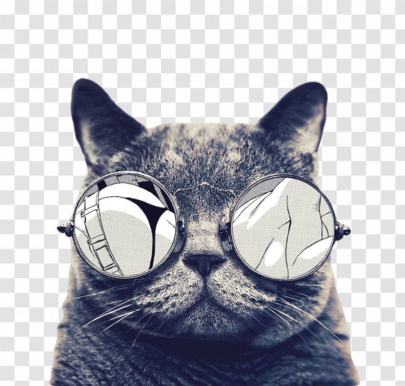 Cat Icon - Glasses - With Sunglasses Transparent PNG