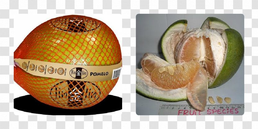 Cucurbita Pomelo Grapefruit Oroblanco Greipfrutas Transparent PNG