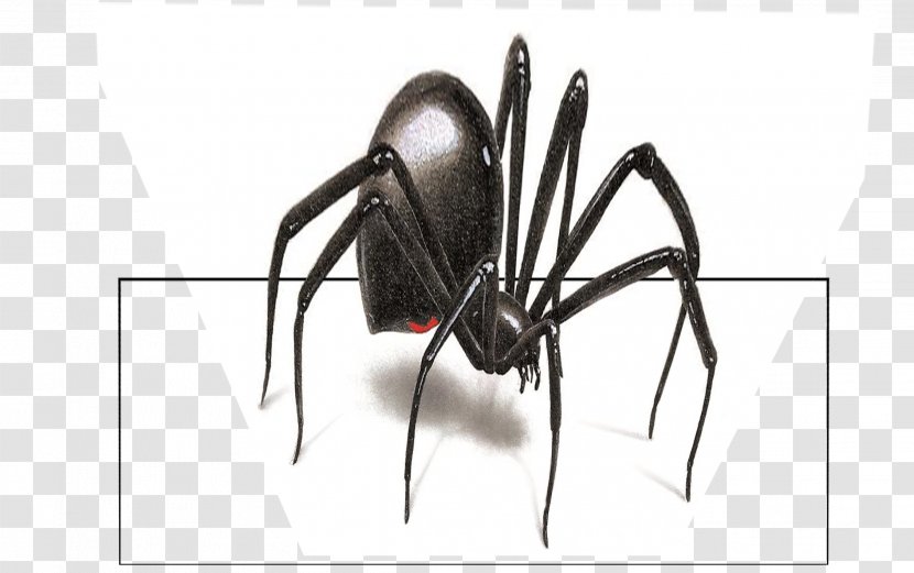 Wall Decal Sticker Spider - Arachnid - Black Widow Transparent PNG