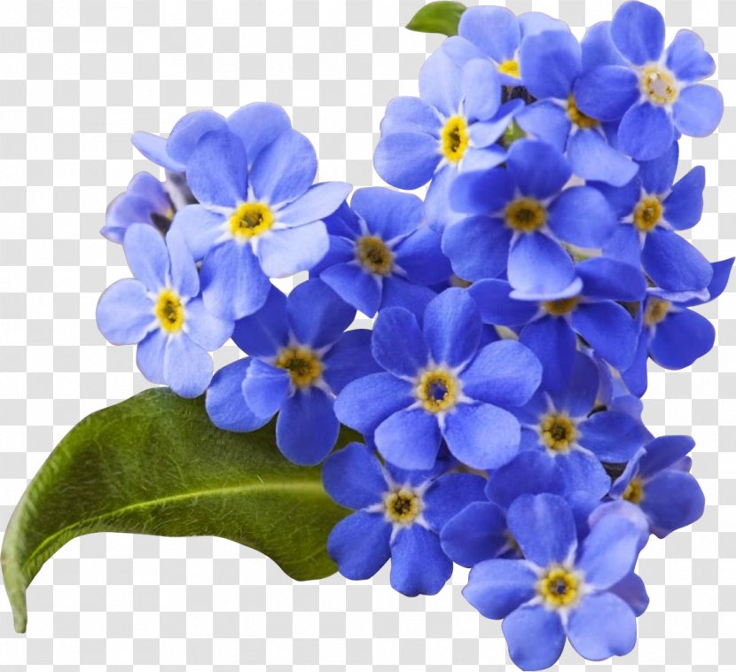 Flower Myosotis Scorpioides Blue Stock Photography - Hydrangeas Transparent PNG