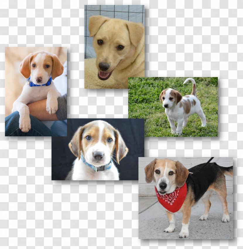Harrier English Foxhound American Beagle Treeing Walker Coonhound - Companion Dog Transparent PNG