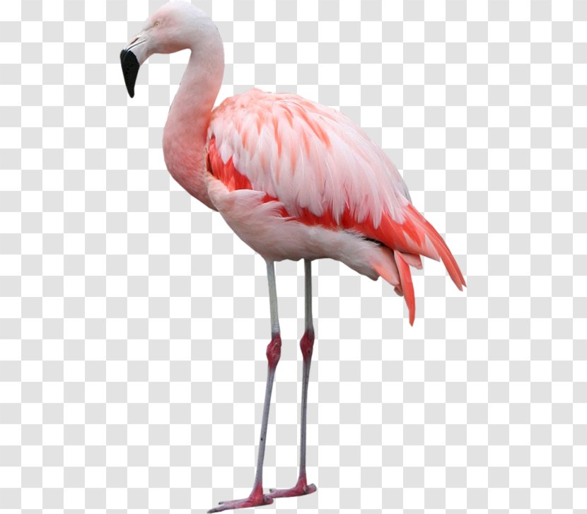 Bird Of Prey Greater Flamingo Clip Art - Water Transparent PNG