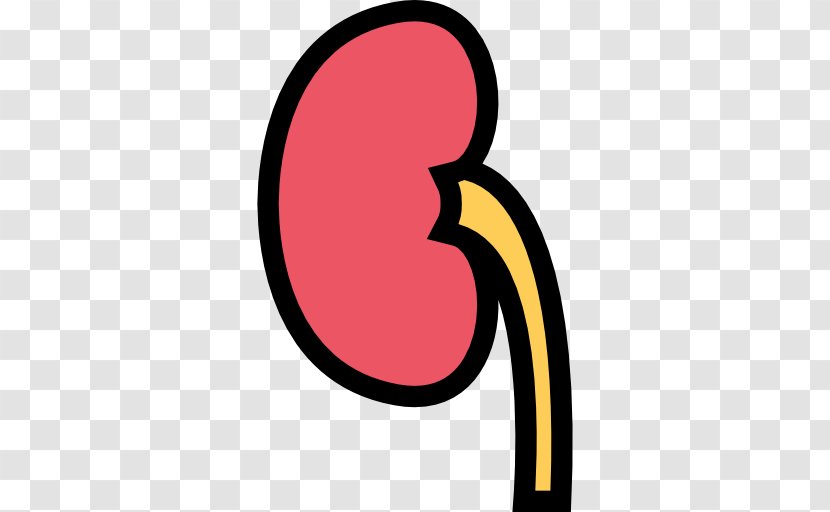 Kidney - Physician - Medicine Transparent PNG