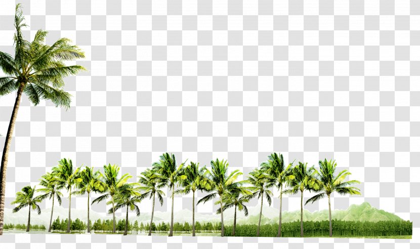 Coconut - Grass - Palm Trees Transparent PNG