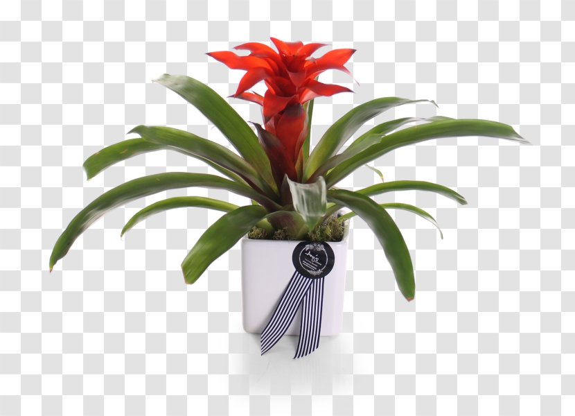 Cut Flowers Flowerpot Better Homes And Gardens Houseplant Cottage - Flower - Bromeliaceae Transparent PNG