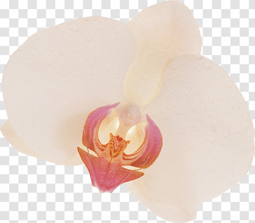 Moth Orchids - Flower - Flowering Plant Transparent PNG