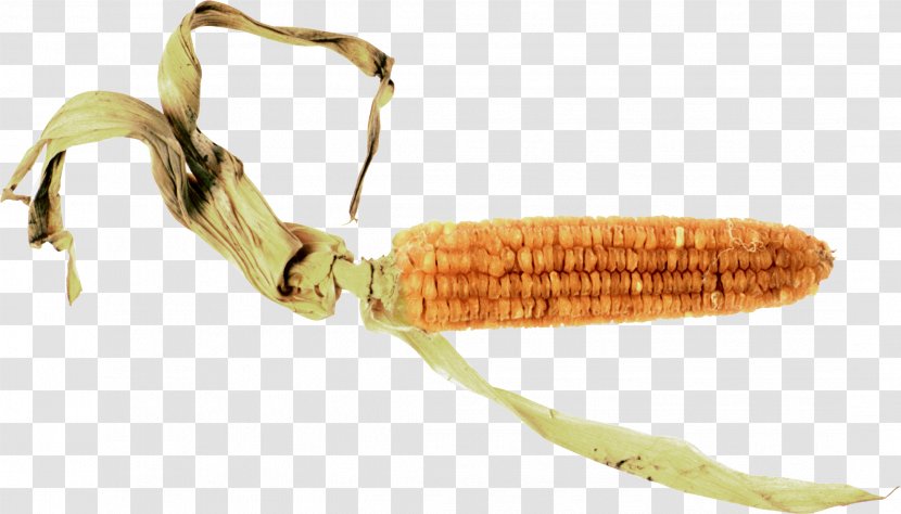 Corn On The Cob Maize - Invertebrate Transparent PNG