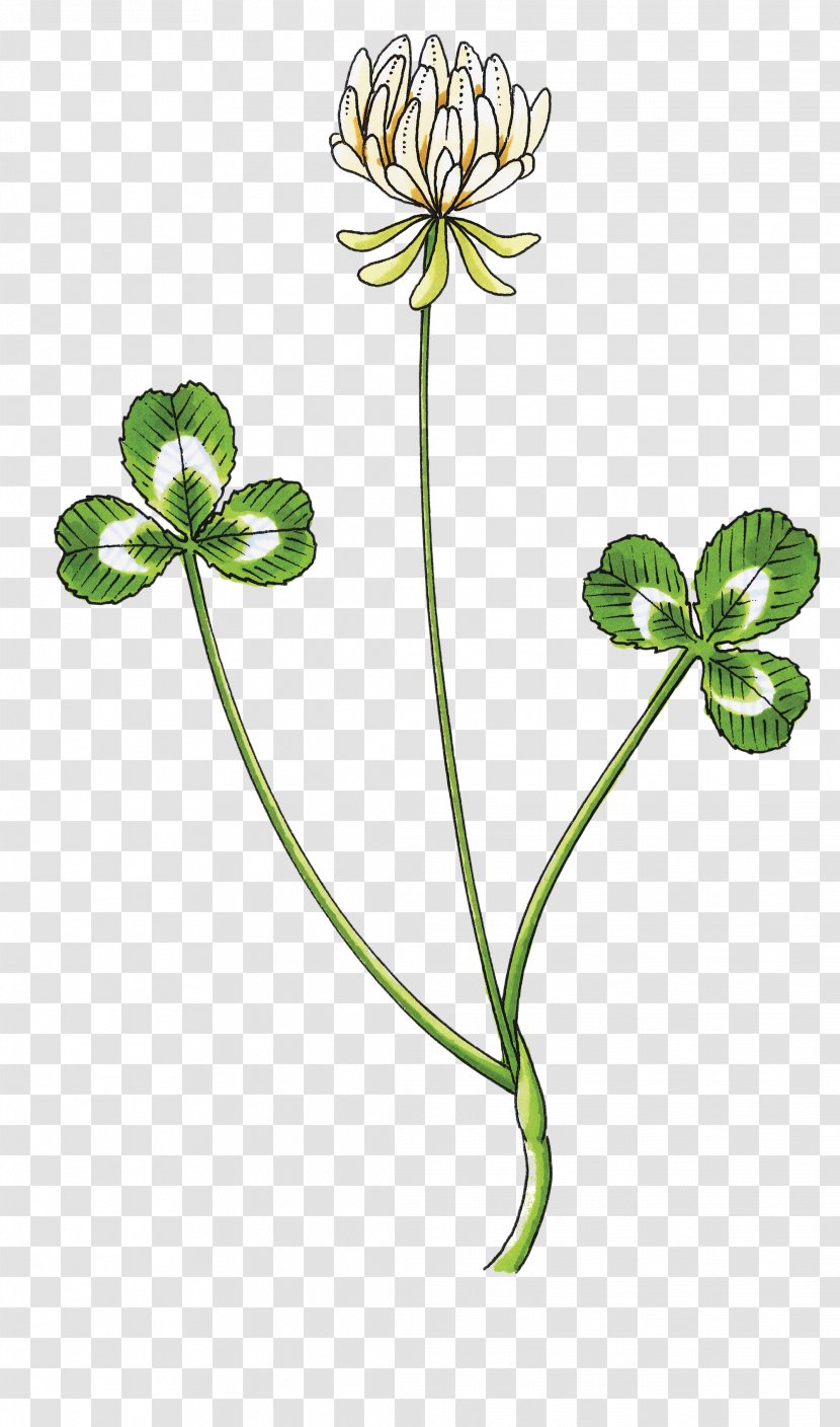 White Clover Petal Drawing Trifolium Wormskioldii - Sketch Transparent PNG