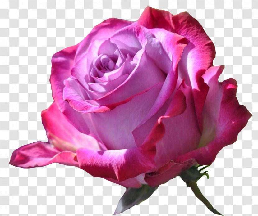Fantastic Flower Nature Rose Desktop Wallpaper - Order Transparent PNG