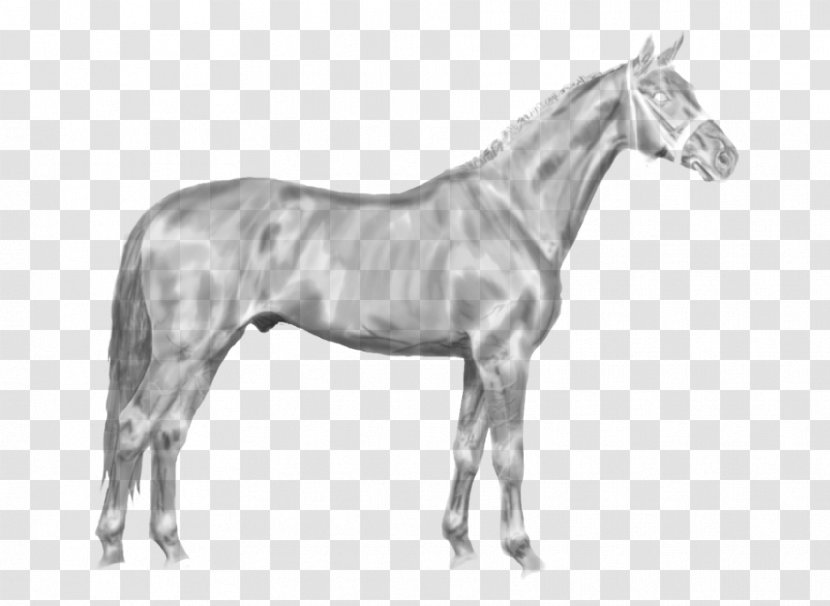 Swedish Warmblood Stallion Hanoverian Horse Mustang Pony - Neck Transparent PNG