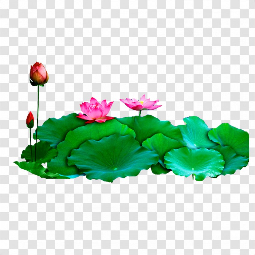 Download Computer File - Flower - Lotus Transparent PNG