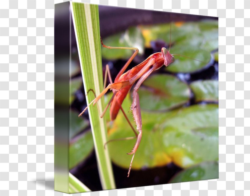 Insect Pest - Organism - Praying Mantis Transparent PNG