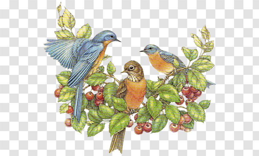 European Robin Bird Clip Art - Flower-and-bird Transparent PNG