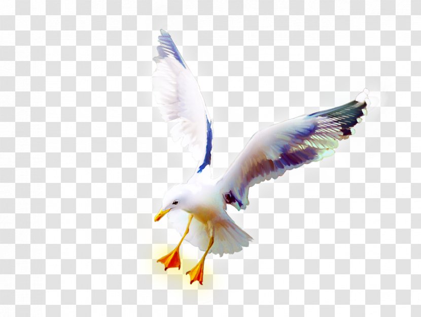 Bird European Herring Gull Rock Dove - Raven Transparent PNG