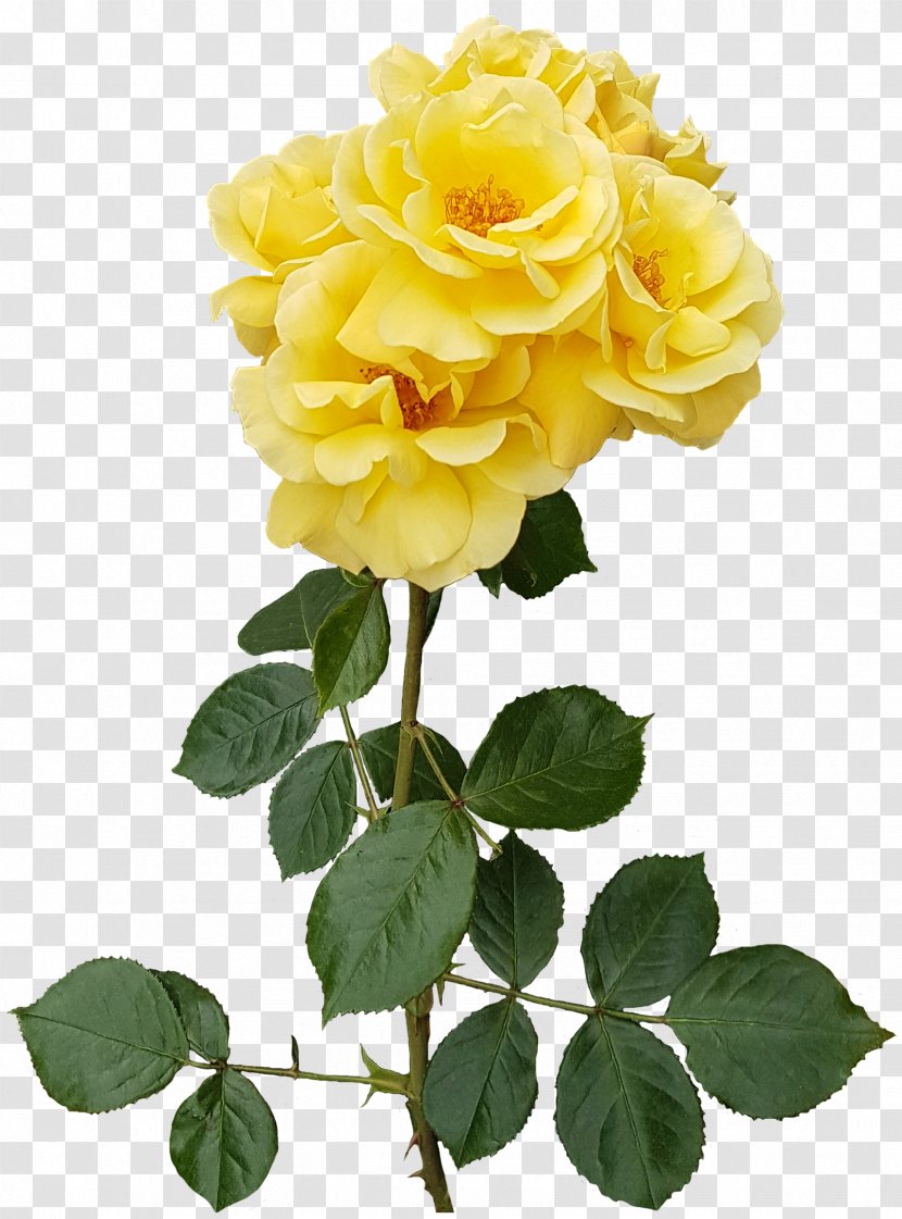 Garden Roses Flower Centifolia Floristry - Yellow Rose Transparent Image Transparent PNG