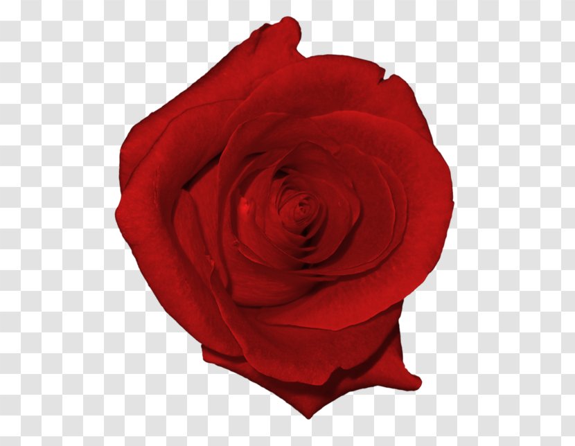 Rose Clip Art - Korean Red Flowers Transparent PNG