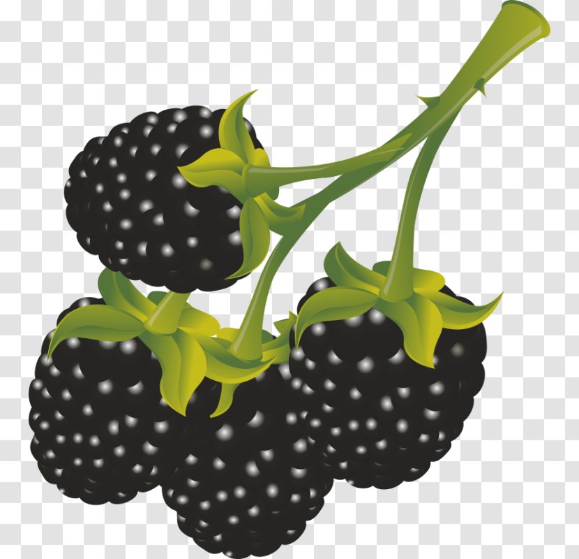 Berry Line Black Ink - Food - Blackberry Fruit Transparent PNG