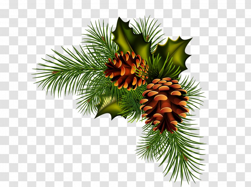 Pine Spruce Fir Conifer Cone - Family - Material Transparent PNG