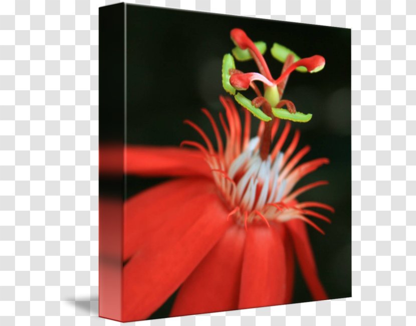 Passion Fruit Passiflora Vitifolia Flower Art - Plant Transparent PNG