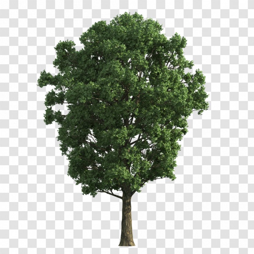 Tree Gratis Transparent PNG