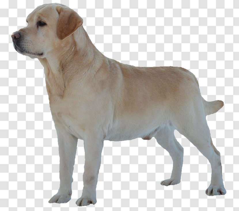 Labrador Retriever English Mastiff Dog Breed Shar Pei Pug - Companion - Puppy Transparent PNG