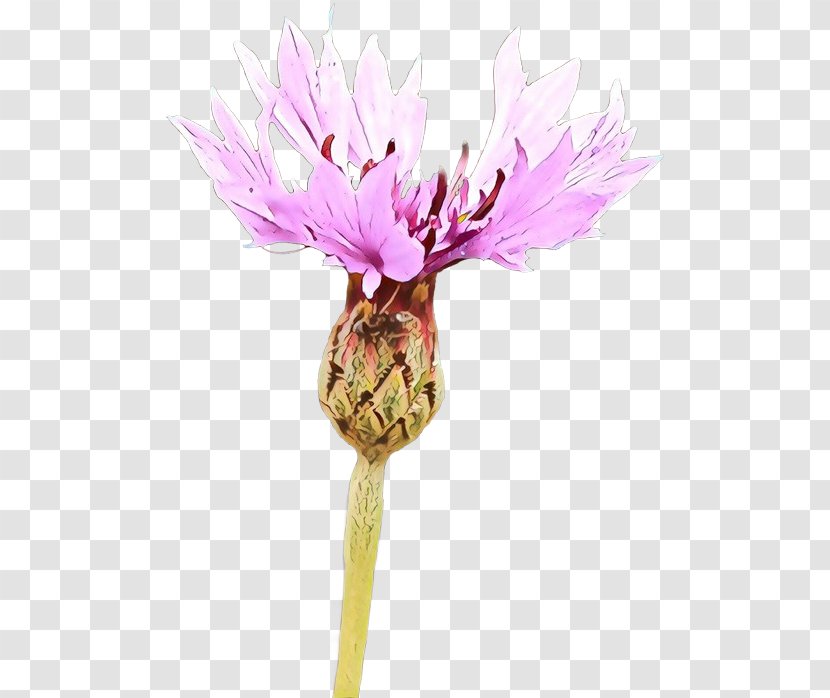 Pink Flower Cartoon - Wildflower - Perennial Plant Transparent PNG