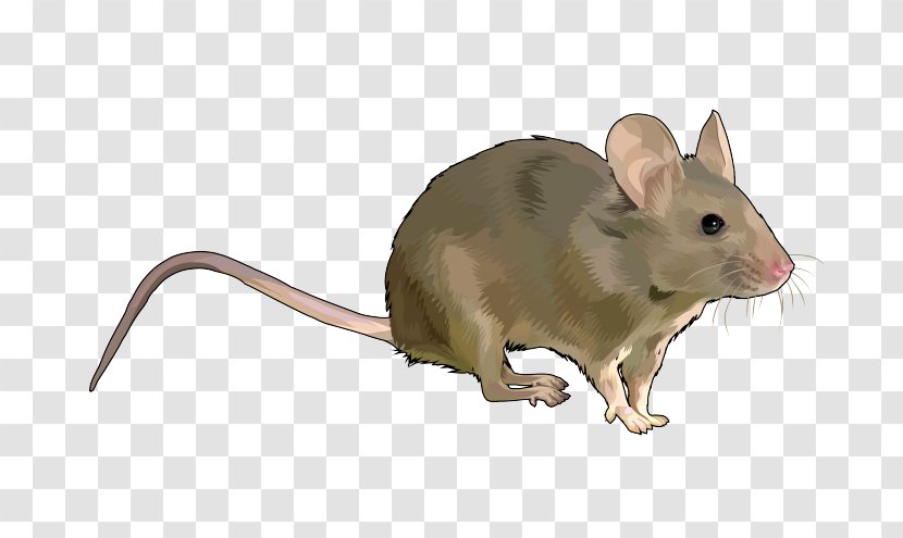 Rat Rodent House Mouse Wood Gerbil - Drawing - Raton Transparent PNG