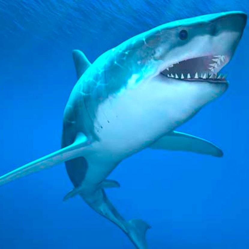 Shark Jaws Seeing Deeper: The World Of Great White Attack - Underwater - Sharks Transparent PNG