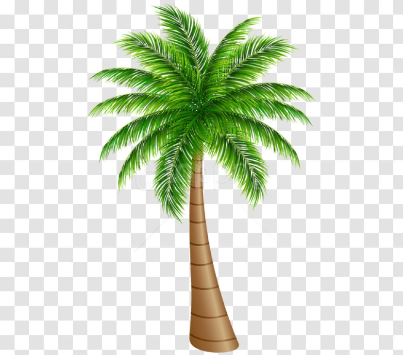 Palm Tree Silhouette - Tropics - Houseplant Transparent PNG